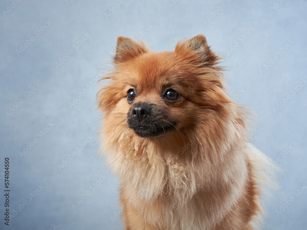 red fluffy dog on a blue background. Pomeranian portrait in studio 