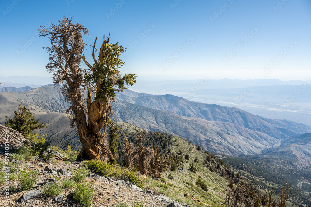 Leafy Bristlecone Tree Alongside Trail with Open View of Death Valley Leafy Bristlecone Tree Alongside Trail with Open View of Death Valley