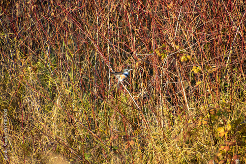 A kingfisher perched on a reddish colored branch