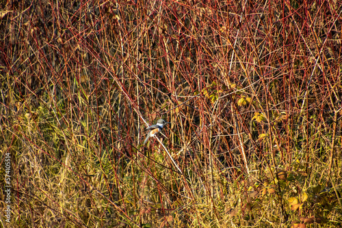 A kingfisher perched on a reddish colored branch