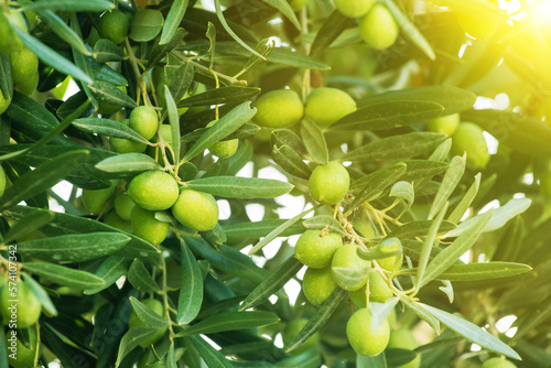 Green olives tree on sunset. mediterranean food