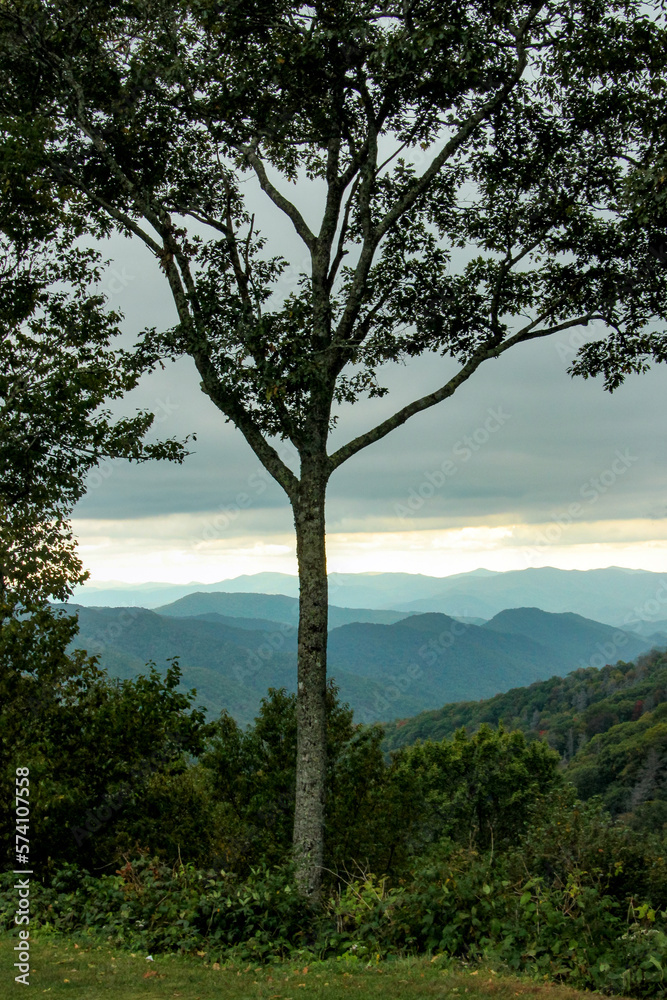 Tree in front of Blue Ridge Mountains Parkway View Tree in front of Blue Ridge Mountains Parkway View