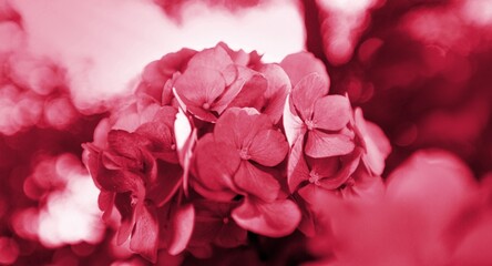 Acrylglasbilder Pantone 2023 Viva Magenta Beautiful flowers in Viva Magenta modern color  © BillionPhotos.com