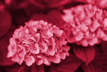 Acrylglasbilder Pantone 2023 Viva Magenta Beautiful flowers in Viva Magenta modern color  © BillionPhotos.com