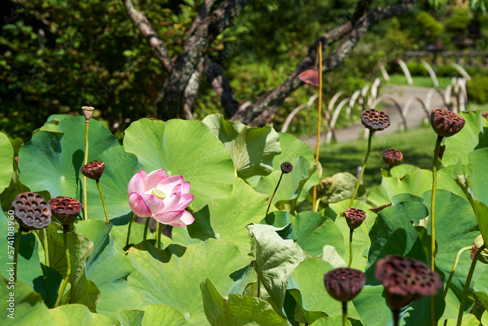 高尾駒木野庭園, 日本庭園,蓮池 高尾駒木野庭園, 日本庭園,蓮池