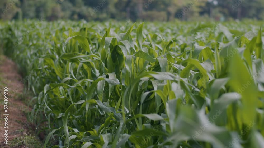 green corn or maize in agricultural plantation with wind blowing, cereal plant, agricultural industry, slow motion green corn or maize in agricultural plantation with wind blowing, cereal plant, agricultural industry, slow motion