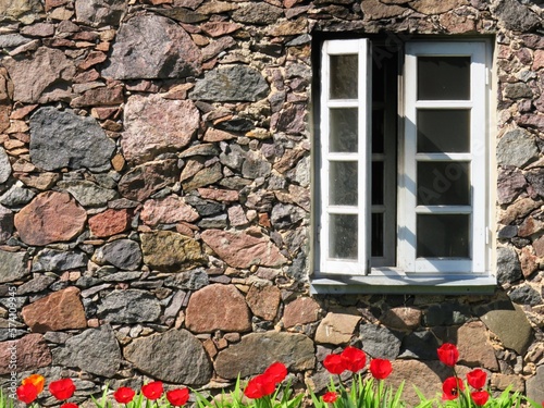 old stone wall with wooden window  and red tulips