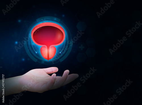 Bladder and prostate gland in the doctor's hand, HTA. Prostate cancer, bladder cancer, men's health care. Modern digital medicine in urology. Blue digital technology. Isolated photo