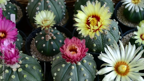 Full basket of blooming Astrophytum asterias flowers in time lapse motion.