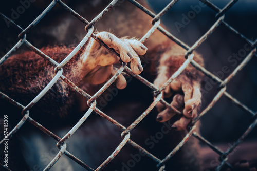 Close up hand of monkey in cage. The illegal wildlife trade problem. photo