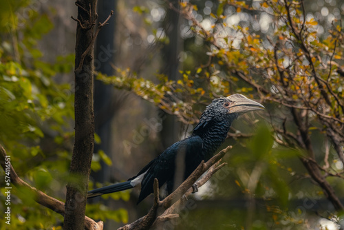 Close detail hornbill of the beak watching. photo