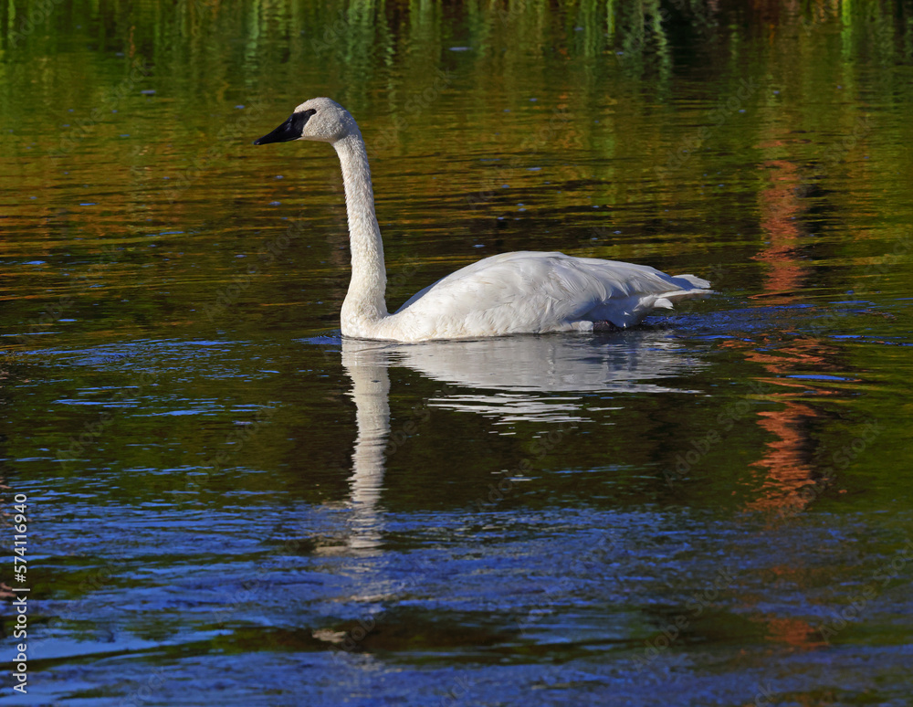 Fototapeta premium swan on the water