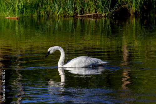 swan reflection on the lake