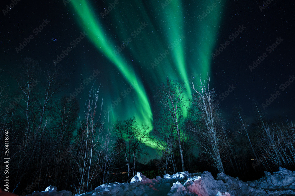aurora borealis in the forest