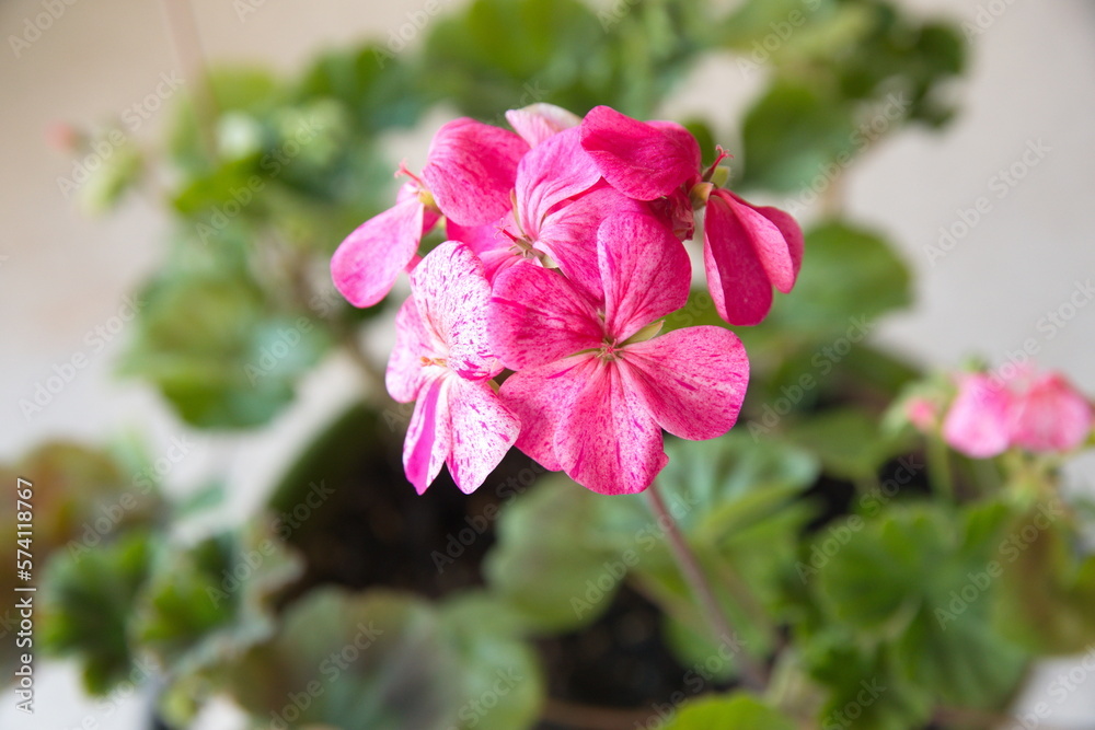 Geranium Zonal, Pelargonium hortorum, Geranium plant Geranium Zonal, Pelargonium hortorum, Geranium plant