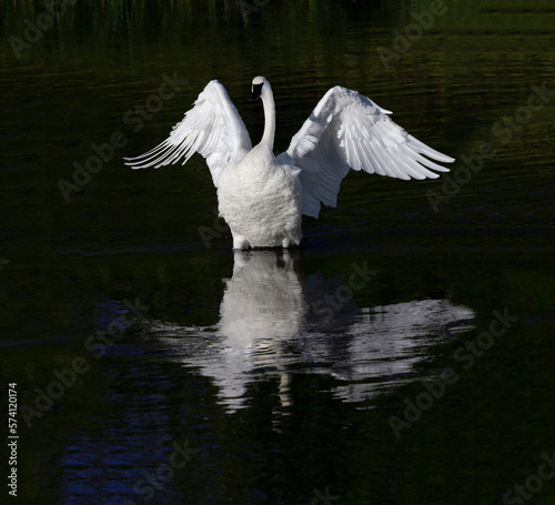 Swan Wings Reflection