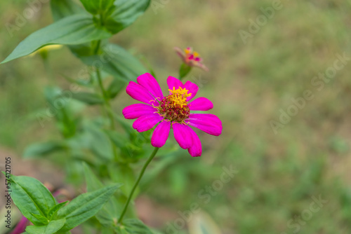 Zinnia violacea Cav., Zinnia flower