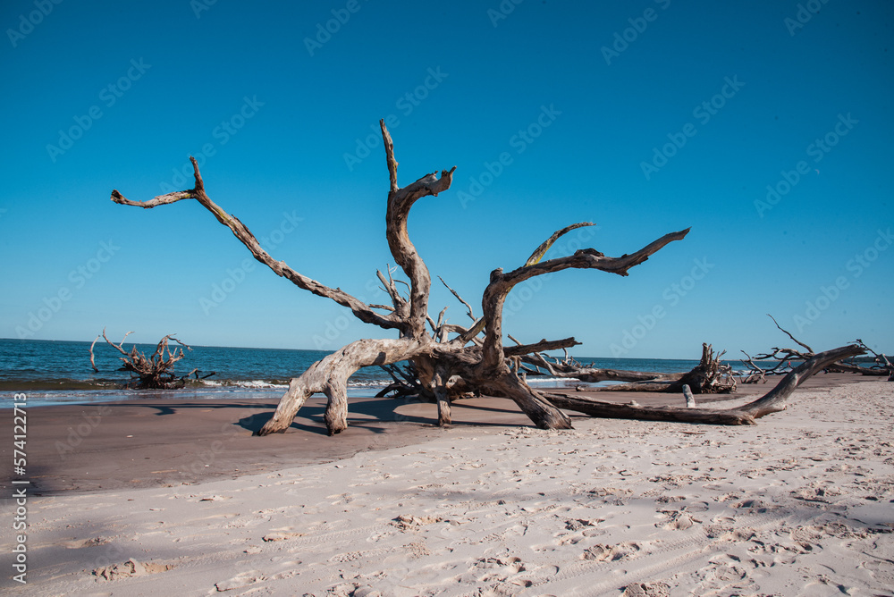 Tree on Driftwood Beach