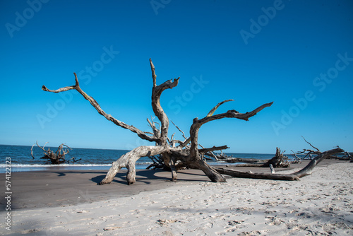 Washed up tree on Driftwood Beach