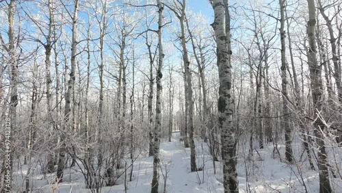 Wallpaper Mural hiking in a wood in winter snowy season. white bright snow covered the ground and trees branches with soft blue sky background. outdoor activity in winter time. sunlight shine through the wood. Torontodigital.ca