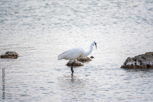 The small white heron or Little egret stands in the lake