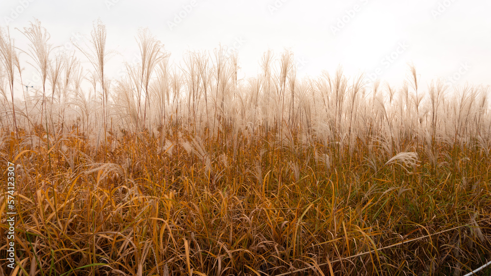 Fototapeta premium golden wheat field