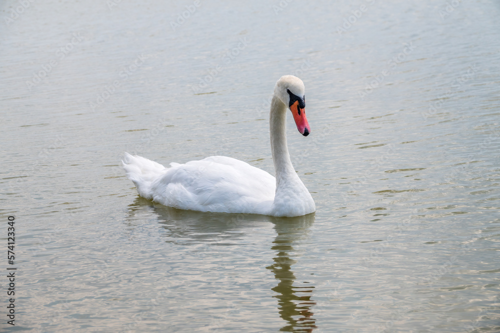 Naklejka premium Graceful white Swan swimming in the lake, swans in the wild. Portrait of a white swan swimming on a lake.