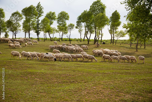 Flock of sheep walking in the meadow