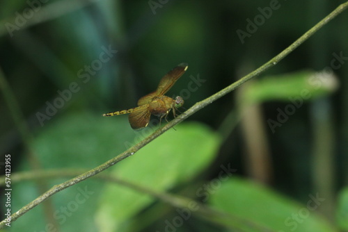 a yellow dragonfly perched on a wooden branch © ridho