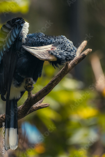 Close up on silvery Hornbill