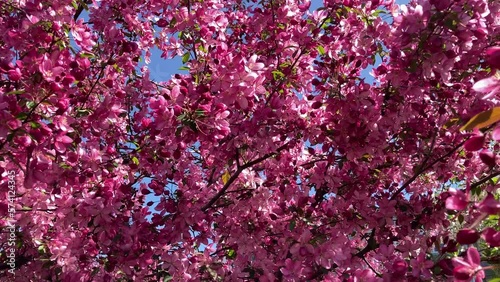 Close-up of a blossoming apple tree on a spring day. Beautiful spring tree red flowers background. Branch with red flowers.