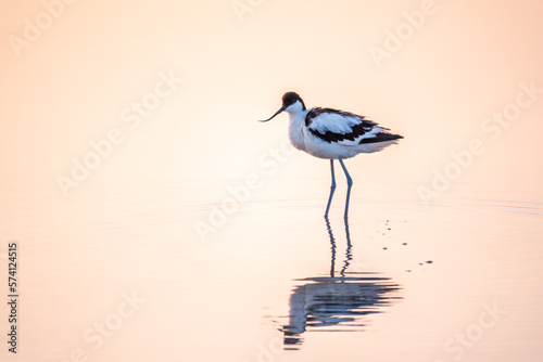 Water bird pied avocet, Recurvirostra avosetta, standing in the water in pink sunset light. The pied avocet is a large black and white wader with long, upturned beak photo