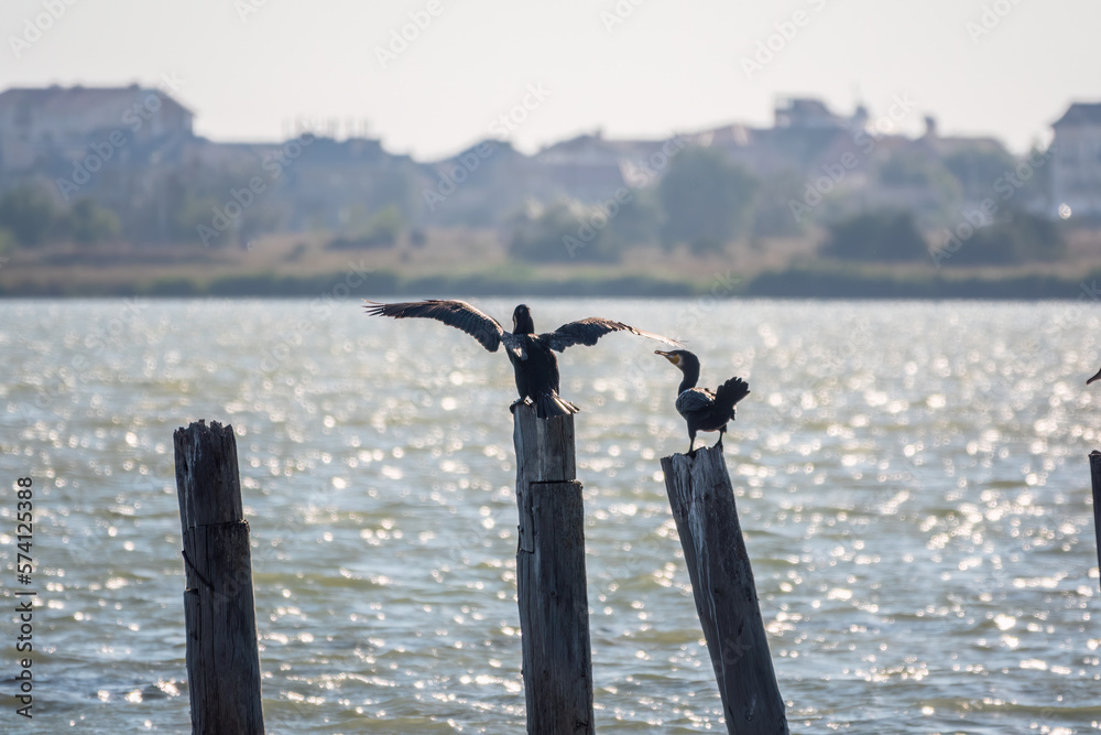 A flock of cormorants sits on a old sea pier in orange sunset light A flock of cormorants sits on a old sea pier in orange sunset light