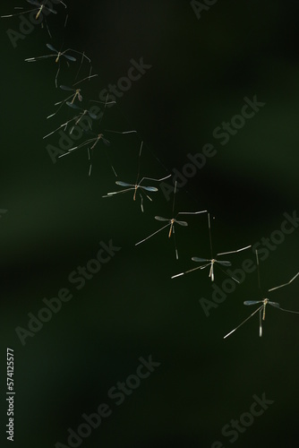 crane fly in the nest