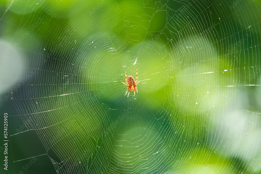 Spider on a spider web with a green background Spider on a spider web with a green background