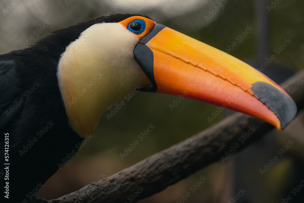 Fototapeta premium Close-up of the colorful giant toucan