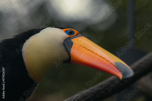 Brazilian toucan bird on a tree branch of the Cerrado Mineiro of Minas Gerais state. Bird with a long orange beak with a black spot on tip, white neck and black feathers.