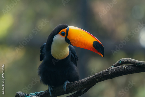 Horizontal banner with beautiful colorful toucan bird (Ramphastidae) on a branch On sunny background of green and blue color. Mock up template. Copy space for text