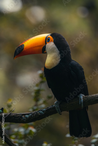 The toco toucan bird on the wood tree in forest