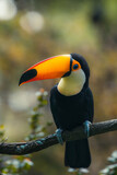 Nature of Brazil. Parque das Aves in Iguazu - common toco toucan (Ramphastos toco) bird.