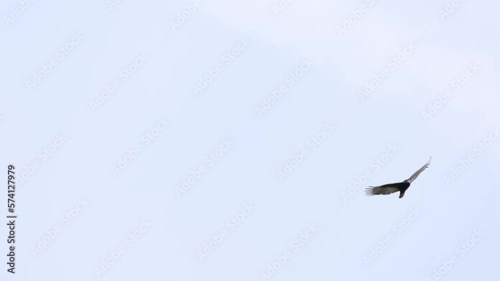 Turkey vulture with wings spread soar on air currents in blue sky Turkey vulture with wings spread soar on air currents in blue sky