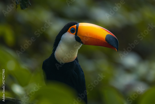 Horizontal banner with beautiful colorful toucan bird (Ramphastidae) on a branch in a rainforest. Toucan bird and leaves of tropical plants on blurred background. Copy space for text