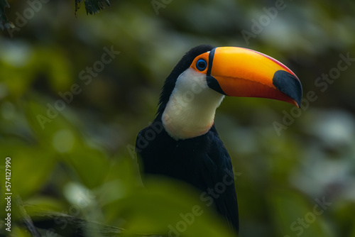 The toco toucan bird on the wood tree in forest photo