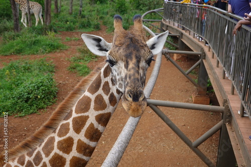 Kenya - Nairobi - Giraffe photo