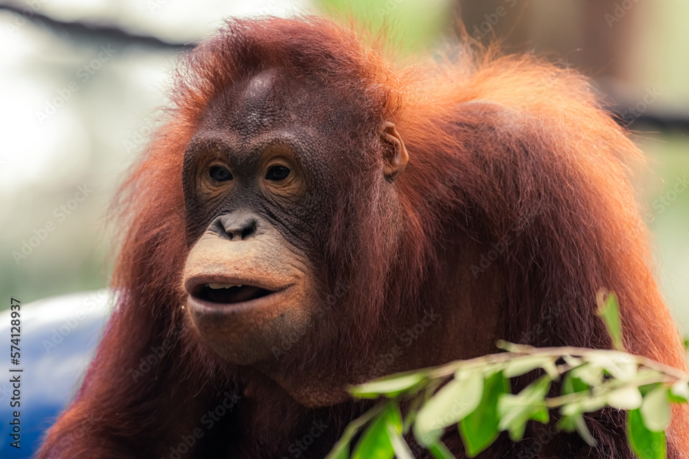 orangutan sit on the grass in nature, the background sees the forest, orangutan is endangered in indonesia orangutan sit on the grass in nature, the background sees the forest, orangutan is endangered in indonesia