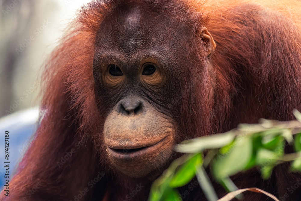 Orangutan in close up sitting very calm and happy