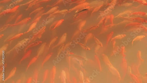 Tropical Koi carp swarming shoals following the group in murkey water. Slow motion half speed footage. photo