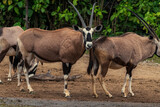 Herd of large antelopes with spectacular horns, Gemsbok, Oryx gazella