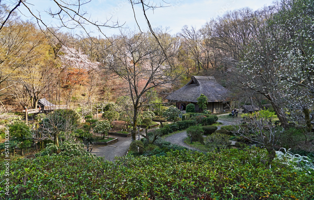 薬師池公園, 春 薬師池公園, 春