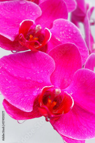 detail of purple moon orchid petals with raindrops. close up  with selective focus and background blur